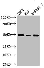 eIF4A1 Antibody in Western Blot (WB)