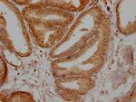 TPT1 Antibody in Immunohistochemistry (Paraffin) (IHC (P))