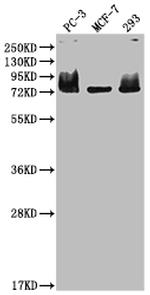 Menin Antibody in Western Blot (WB)