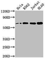 HDAC1 Antibody in Western Blot (WB)