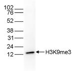 H3K9me3 Antibody in Western Blot (WB)