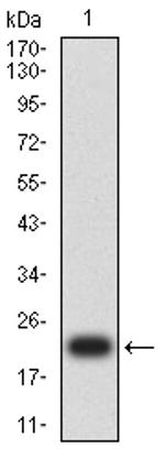 ACTH Antibody in Western Blot (WB)