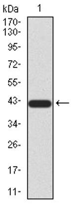 BMP-4 Antibody in Western Blot (WB)