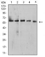 BTN1A1 Antibody in Western Blot (WB)