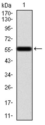 Calretinin Antibody in Western Blot (WB)