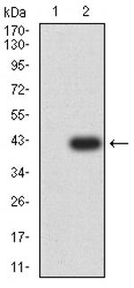 Calponin 3 Antibody in Western Blot (WB)