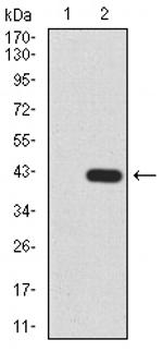 HDAC2 Antibody in Western Blot (WB)