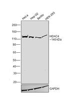 HDAC4 Monoclonal Antibody (5E4A5) (MA5-38537)