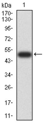 HLA-DRA Antibody in Western Blot (WB)