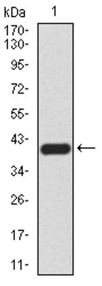 JMJD2A Antibody in Western Blot (WB)