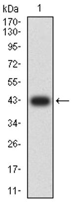 LILRA6 Antibody in Western Blot (WB)