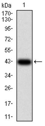 MEK3 Antibody in Western Blot (WB)