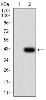 SH3GL1 Antibody in Western Blot (WB)