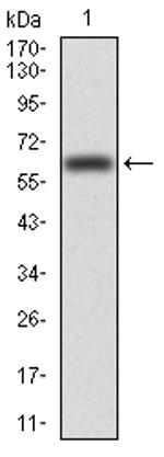 VAV2 Antibody in Western Blot (WB)