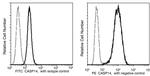 Caspase 14 Antibody in Flow Cytometry (Flow)