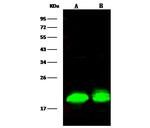 4EBP1 Antibody in Western Blot (WB)