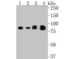 STAT1 Antibody in Western Blot (WB)