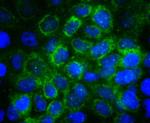 E-cadherin Antibody in Immunocytochemistry (ICC/IF)