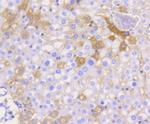 JAM-A (CD321) Antibody in Immunohistochemistry (Paraffin) (IHC (P))