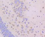 JAM-A (CD321) Antibody in Immunohistochemistry (Paraffin) (IHC (P))