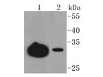 JAM-A (CD321) Antibody in Western Blot (WB)