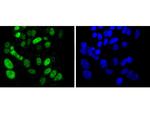 SOX9 Antibody in Immunocytochemistry (ICC/IF)