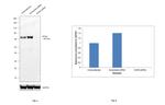 SOX9 Antibody