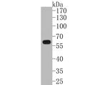 IRF5 Antibody in Western Blot (WB)