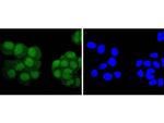 PAX5 Antibody in Immunocytochemistry (ICC/IF)