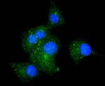 ITGA5 Antibody in Immunocytochemistry (ICC/IF)