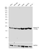 Histone H3 Antibody in Western Blot (WB)