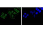 Histone H3 Antibody in Immunocytochemistry (ICC/IF)