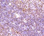 Histone H3 Antibody in Immunohistochemistry (Paraffin) (IHC (P))