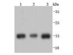 Histone H3 Antibody in Western Blot (WB)