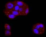 53BP2 Antibody in Immunocytochemistry (ICC/IF)