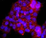 53BP2 Antibody in Immunocytochemistry (ICC/IF)