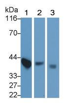 Apolipoprotein J Antibody in Western Blot (WB)