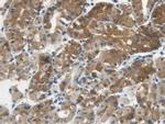 Cystatin C Antibody in Immunohistochemistry (Paraffin) (IHC (P))