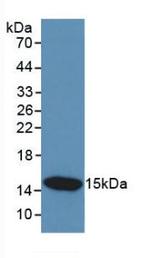 Cystatin C Antibody in Western Blot (WB)