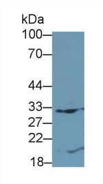 FLT3LG Antibody in Western Blot (WB)