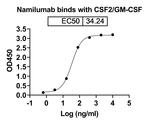 Namilumab Antibody in ELISA (ELISA)