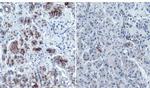 CA19-9 Antibody in Immunohistochemistry (Paraffin) (IHC (P))