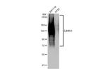CA19-9 Antibody in Western Blot (WB)