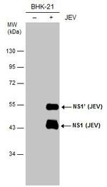 Japanese Encephalitis Virus NS1 Antibody in Western Blot (WB)