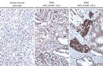 Thrombospondin 2 Antibody in Immunohistochemistry (Paraffin) (IHC (P))