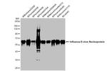 Influenza B NP Antibody in Western Blot (WB)