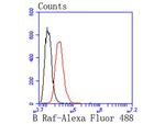 B-Raf Antibody in Flow Cytometry (Flow)