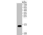 S100B Antibody in Western Blot (WB)