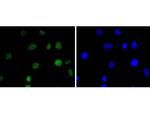 IRF2 Antibody in Immunocytochemistry (ICC/IF)