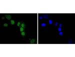 IRF2 Antibody in Immunocytochemistry (ICC/IF)